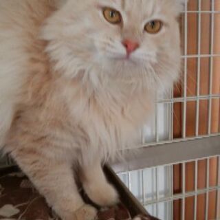 モフモフの甘えん坊さん - 猫