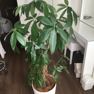 観葉植物　パキラ