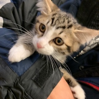 家族が決まりました！