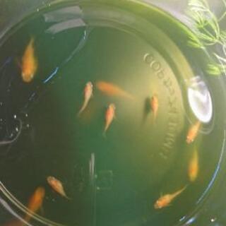冬生まれ！ 初恋ダルマメダカ稚魚 5匹セット