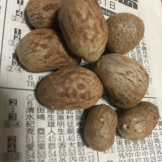 ムカゴ