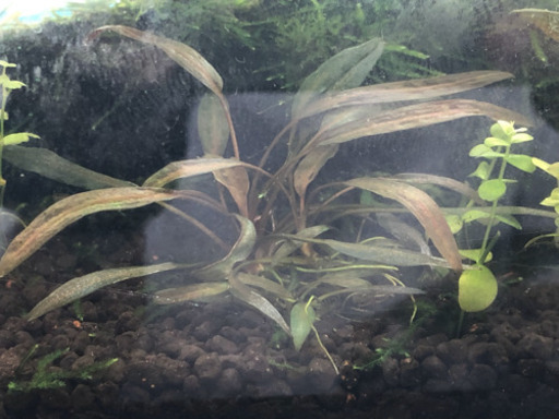 ✨限定✨　高級水草5点セット！転売OK ！　趣味、コレクション、インスタ映えに?