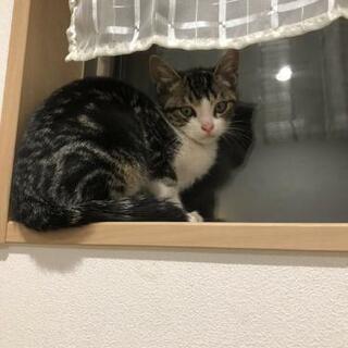 白キジくんの里親さん募集♪