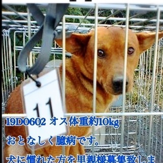 保健所にいる三匹兄妹です。 - 伊佐市