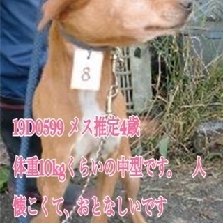保健所にいる三匹兄妹です。 - 犬