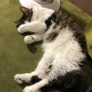 猫好き集まれ2