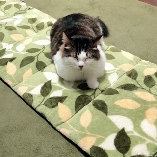 猫好き集まれ2 - 友達