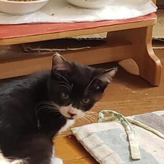 11月生まれの仔猫　決定しました。
