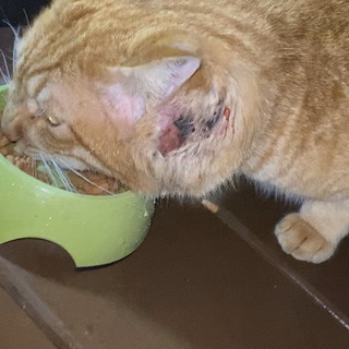 捕獲器　猫
