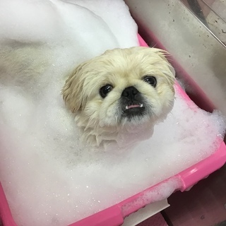 🐶トリマー正社員大募集🐶の画像