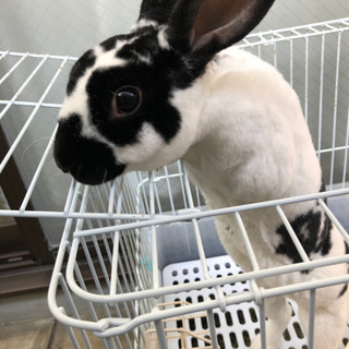 うさぎ里親募集