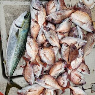 　一緒に釣りバカしましょう − 愛媛県