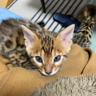 ベンガル仔猫の里親募集