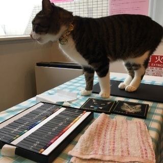 保護猫カフェで♪チョークアート体験(=^x^=)【残り一枠】 - ワークショップ