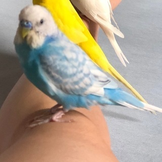 探してます！！水色のセキセイインコのオス