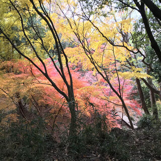 摩耶山（掬星台）へご一緒しませんか？