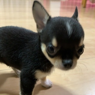 男の子 - 犬