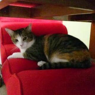 飼い猫を探してます