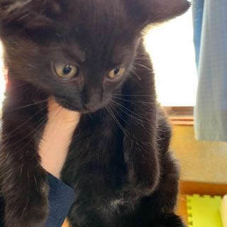 2ヶ月の黒猫姉妹