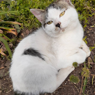 とても懐っこいしっぽが可愛い猫ちゃんです