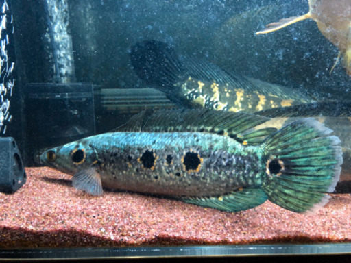 フラワートーマン（オセレイトスネークヘッド）