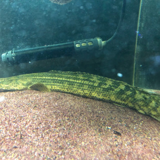 ビキールコリバ約40センチの画像