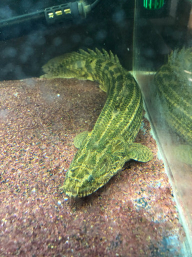 ビキールコリバ約40センチ