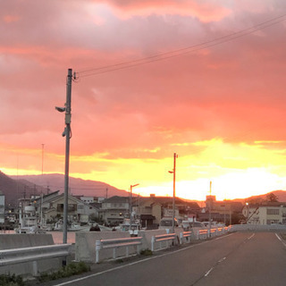 新鮮な魚　捌ける方