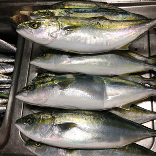 新鮮な魚　捌ける方 - その他