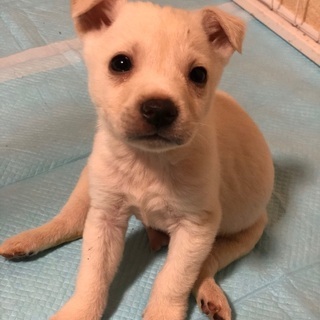 白チビくん③