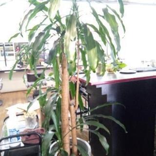 大きな観葉植物
