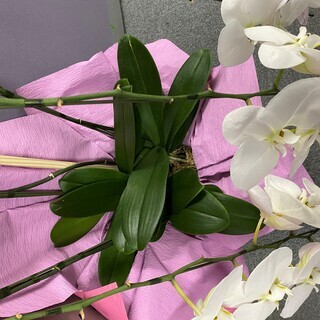 胡蝶蘭さしあげます！ の画像