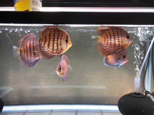 熱帯魚　ディスカス　