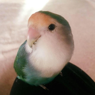 【迷子/ 名古屋市 名東区】コザクラインコを探しています