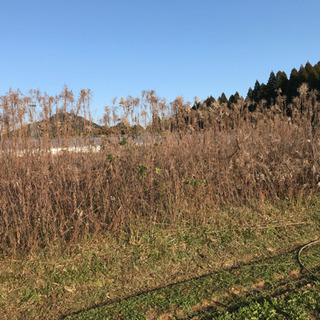 草刈致します。