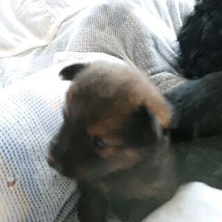 保護犬が出産しました。