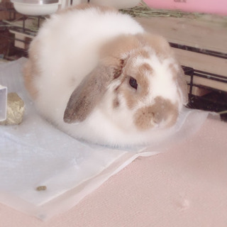 うさぎ、オス、1歳