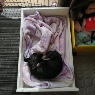 【今月末で廃棄予定】IKEA　木製　犬猫用　ベッド　フレームのみの画像