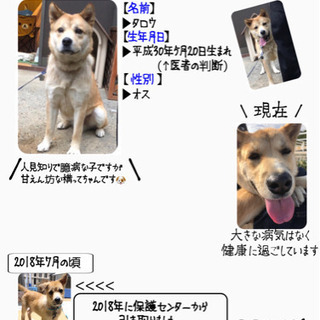 大至急】里親探しています。