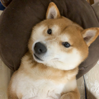 柴犬りんちゃん里親募集です