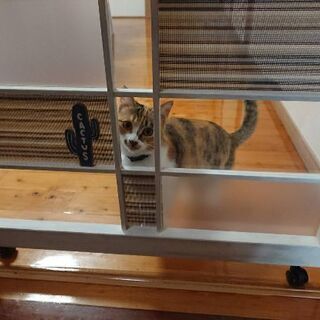 ペット共生型障がい者グループホーム − 鹿児島県