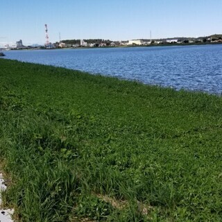 ⭐千葉県、茨城県バス釣り