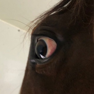 ⭐藤沢のパドック診断