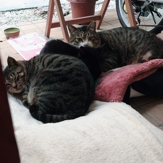 3匹親子
