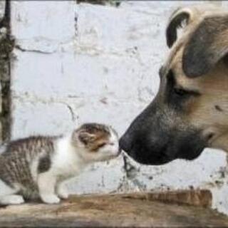 アニマルコミュニケーション☆動物たちと話す方法を教えます♪の画像