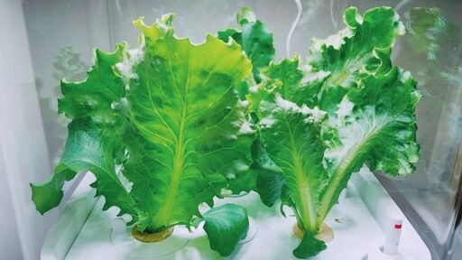 水耕栽培器　自宅室内省スペース・短期間で自家製野菜