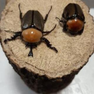 クワガタ、カブトムシ好きな人募集☆
