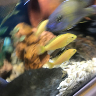 アフリカンシクリッド 幼魚