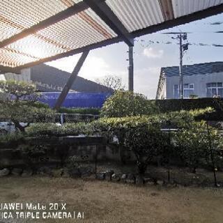 一時停止  【庭木 植木】【価格応談】 松 マツ まつ  門構え 門かづき   の画像