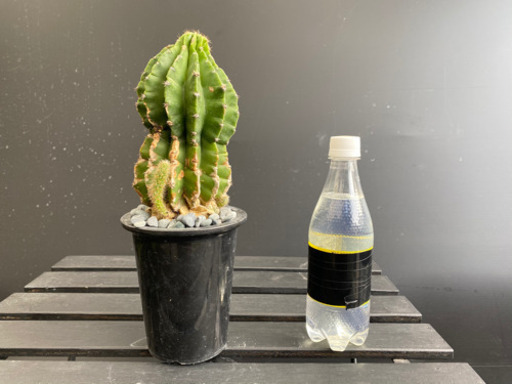 サボテン　多肉植物　観葉植物1